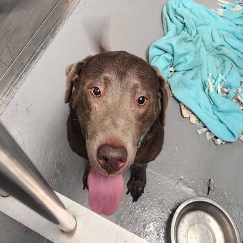 Sit Down Business Woman -  Mixed Breed Dog for Adoption in Davenport, Iowa - Sit Down Business Woman | PetCurious