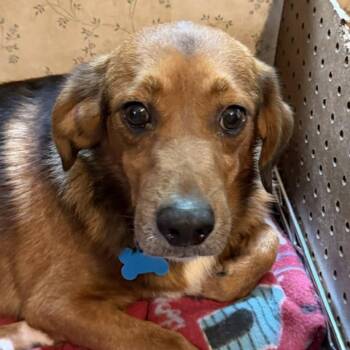 Kareem Belmont -  Beagle Dog for Adoption in London, Ohio - Kareem Belmont | PetCurious