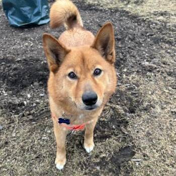 Pomeranian and Siberian Husky Dogs Available for Adoption - Darling | PetCurious