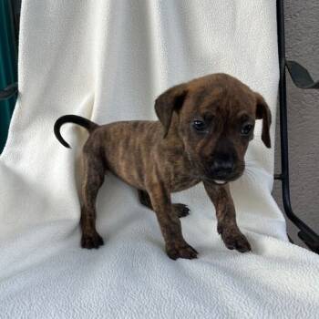 Rescue Labrador Retriever and Terrier Dogs for Adoption in Carencro, Louisiana - Boogie | PetCurious