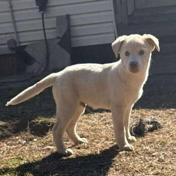 Mixed Breed Dogs Available for Adoption - Hugo | PetCurious