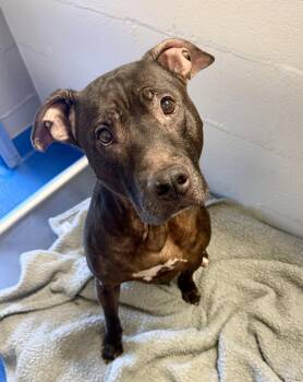 Belle -  Terrier Dog for Adoption in Lancaster, South Carolina - Belle | PetCurious