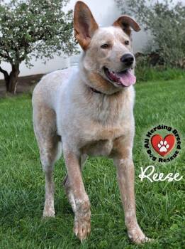 Rescue Cattle Dog Dogs for Adoption in Joliet, Illinois - Reese | PetCurious