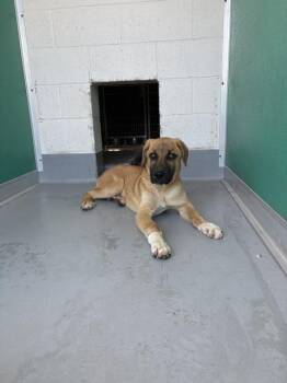 German Shepherd Dog and Mixed Breed Dogs Available for Adoption in Visalia, California - A253035 | PetCurious