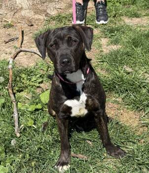 Pit Bull Terrier and Labrador Retriever Dogs Available for Adoption in Springfield, Illinois - Sissy | PetCurious