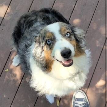 Paisley -  Australian Shepherd Dog for Adoption in Newport, Washington - Paisley | PetCurious