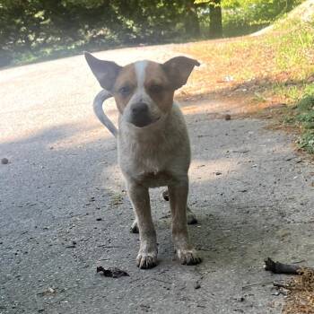 Cattle Dog Dogs Available for Adoption in Helena, Alabama - Lola | PetCurious