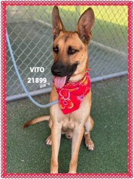 VITO -  German Shepherd Dog and Mixed Breed Dog for Adoption in Marietta, Georgia - VITO | PetCurious