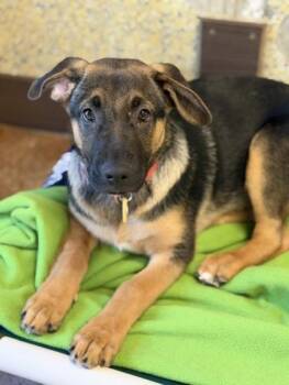 Mixed Breed Dogs Available for Adoption in Stanwood, Washington - Howard | PetCurious