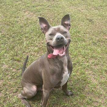 Bushwacker -  Mixed Breed Dog for Adoption in Milton, Florida - Bushwacker | PetCurious