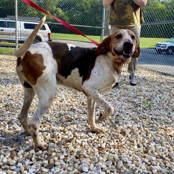 Jax -  American Foxhound Dog for Adoption in King George, Virginia - Jax | PetCurious