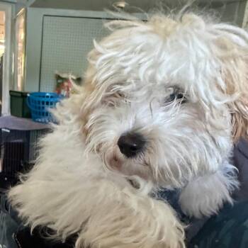 Sophia -  Maltese Dog for Adoption in Waldorf, Maryland - Sophia | PetCurious