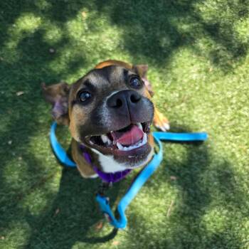 Kehlani -  Mixed Breed Dog Available for Adoption - Kehlani | PetCurious