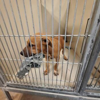 Mickey -  Pit Bull Terrier and Mixed Breed Dog for Adoption in Flagstaff, Arizona - Mickey | PetCurious