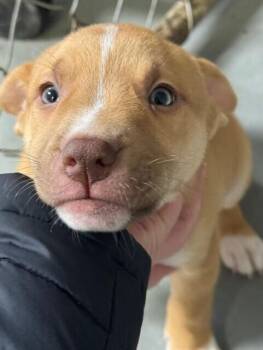 Labrador Retriever and Terrier Dogs Available for Adoption - Thumper | PetCurious