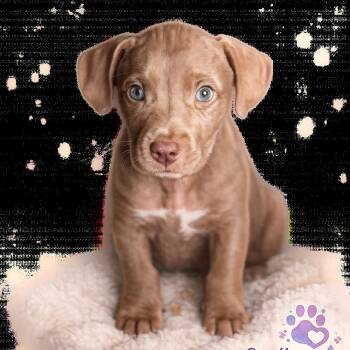 Pup_2 -  Pit Bull Terrier and American Bulldog Dog for Adoption in Poinciana, Florida - Pup_2 | PetCurious