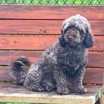 Brownie -  Miniature Poodle Dog for Adoption in Fairfield, Connecticut - Brownie | PetCurious