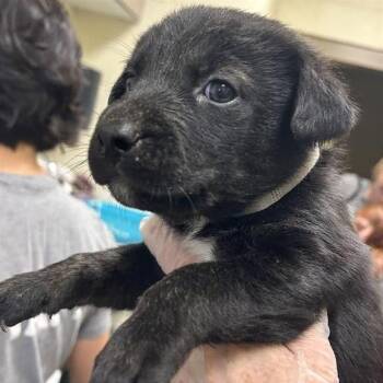 Whale -  Mixed Breed Dog for Adoption in Asheville, North Carolina - Whale | PetCurious