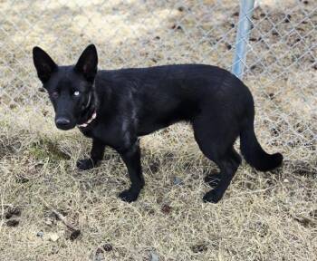 German Shepherd Dog and Husky Dogs Available for Adoption in Williams Lake, British Columbia - Zena | PetCurious