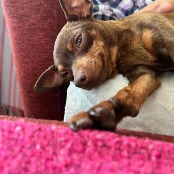 Rose -  Mixed Breed Dog for Adoption in San Francisco, California - Rose | PetCurious