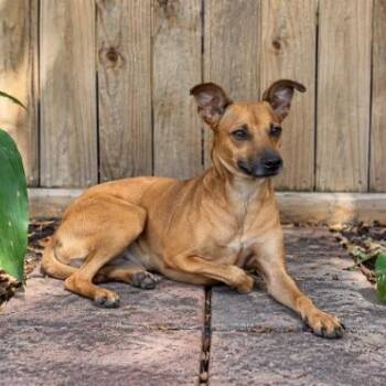 Jordan Joy Almond Boy -  Chihuahua and Rat Terrier Dog for Adoption in Friendswood, Texas - Jordan Joy Almond Boy | PetCurious