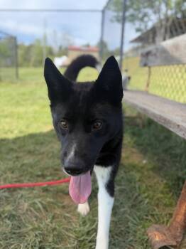 Husky and Border Collie Dogs Available for Adoption in Lebanon, Tennessee - Yuki | PetCurious