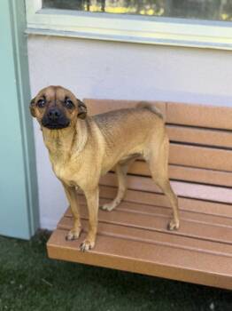Abigail -  Chihuahua Dog for Adoption in Novato, California - Abigail | PetCurious