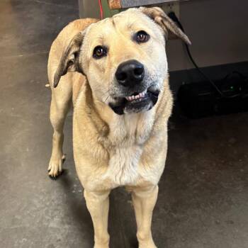 Anatolian Shepherd and Great Pyrenees Dogs Available for Adoption - Elroy | PetCurious