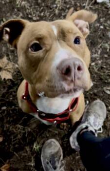Pit Bull Terrier Dogs Available for Adoption - Zane | PetCurious