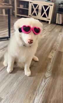 Australian Shepherd and Siberian Husky Dogs Available for Adoption in Troy, Michigan - Ripley | PetCurious