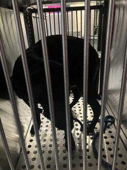 Mixed Breed Dogs Available for Adoption in Dallas, Texas - ESTRELLA | PetCurious