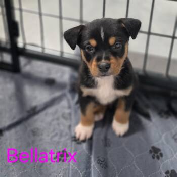 Australian Shepherd and Australian Cattle Dog Blue Heeler Dogs Available for Adoption in Blairstown, New Jersey - Bellatrix | PetCurious