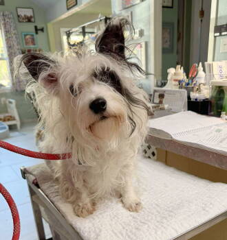 Rescue West Highland White Terrier Westie Dogs for Adoption in Benton, Louisiana - Vernajean (NOT YET AVAILABLE) | PetCurious