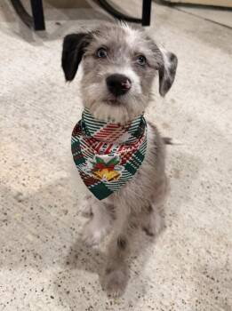 Catahoula Leopard Dog and Goldendoodle Dogs Available for Adoption in Klein, Texas - Oakley | PetCurious