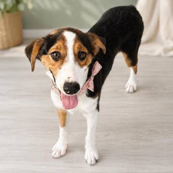 Hadley -  Border Collie and Beagle Dog for Adoption in Phoenix, Arizona - Hadley | PetCurious