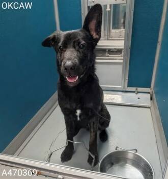 German Shepherd Dog and Mixed Breed Dogs Available for Adoption - A470369 | PetCurious