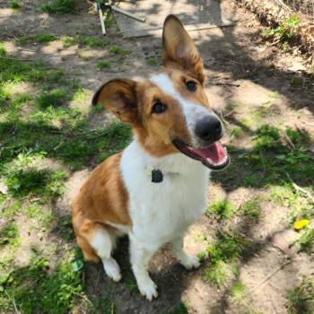 Collie and Mixed Breed Dogs Available for Adoption in Fenton, Michigan - Tofu  | PetCurious