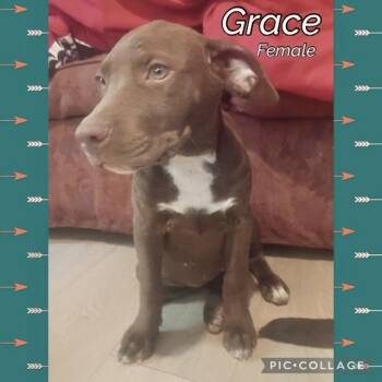 Grace -  Labrador Retriever Dog for Adoption in Manchester, Connecticut - Grace | PetCurious