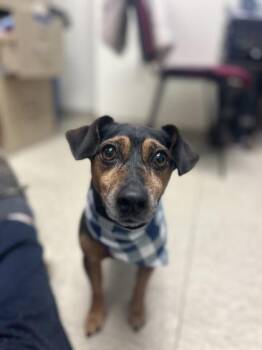 Twister -  Mixed Breed Dog for Adoption in Hamilton, Ohio - Twister | PetCurious