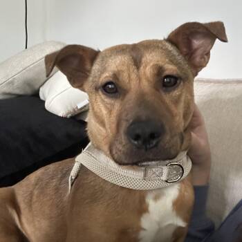 Pit Bull Terrier Dogs Available for Adoption - Junie | PetCurious