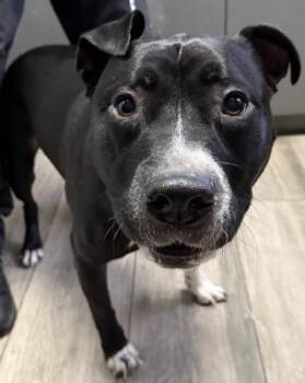 Rescue Pit Bull Terrier Dogs for Adoption in Redlands, California - DENVER | PetCurious