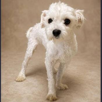 Briggs -  Poodle Dog for Adoption in Boca Raton, Florida - Briggs | PetCurious