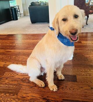 Manilow -  Standard Poodle and Irish Wolfhound Dog for Adoption in Germantown, Ohio - Manilow | PetCurious