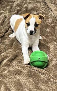 Rat Terrier Dogs Available for Adoption - MAPLE (ohiosdrescue@gmail.com) | PetCurious
