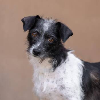 Rescue Wirehaired Terrier and Jack Russell Terrier Dogs for Adoption in San Diego, California - Etsy | PetCurious