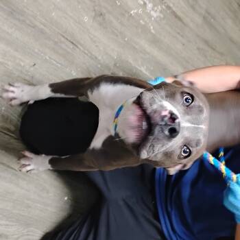 Rescue Mixed Breed Dogs for Adoption in Summerville, South Carolina - Flower | PetCurious