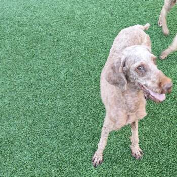 Maizie Moo 0587 -  Golden Retriever and Poodle Dog for Adoption in Loxahatchee Groves, Florida - Maizie Moo 0587 | PetCurious