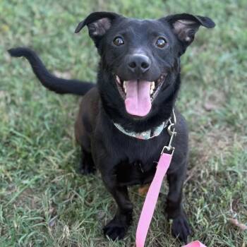 Rescue Mixed Breed Dogs for Adoption in Fredericksburg, Virginia - Soot | PetCurious