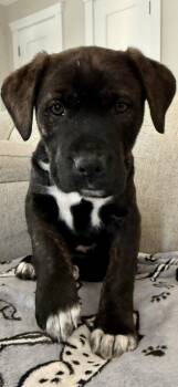 Labrador Retriever and Pit Bull Terrier Dogs Available for Adoption - Tanner | PetCurious
