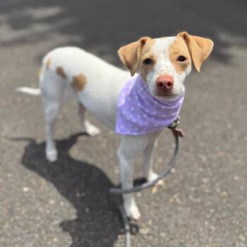 Daisy -  Chihuahua Dog for Adoption in Newberg, Oregon - Daisy | PetCurious